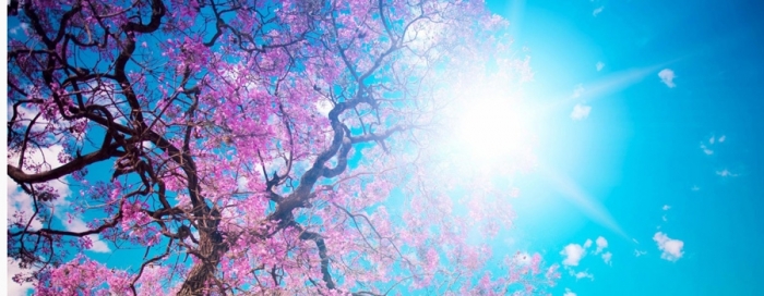 Excepteur sint occaecat cup