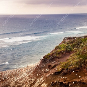 Image Gallery